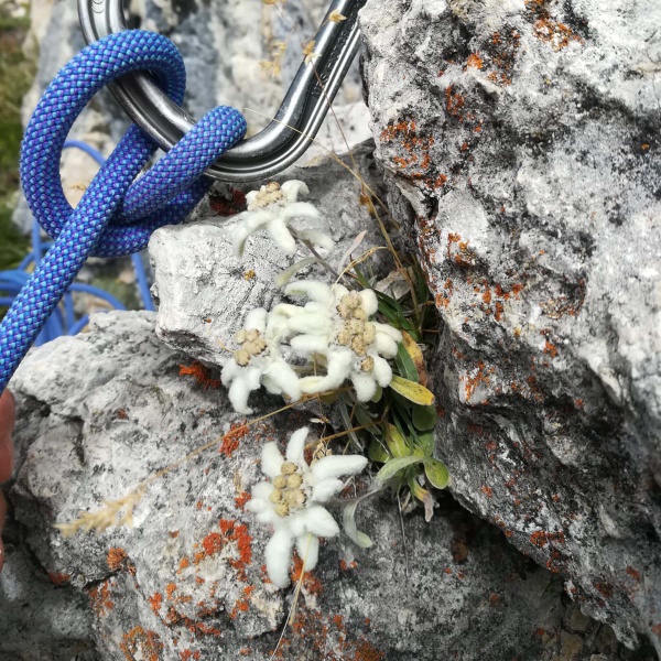 Stella Alpina - Settimana d'arrampicata: Le classiche della Val Gardena con guida alpina - Catores