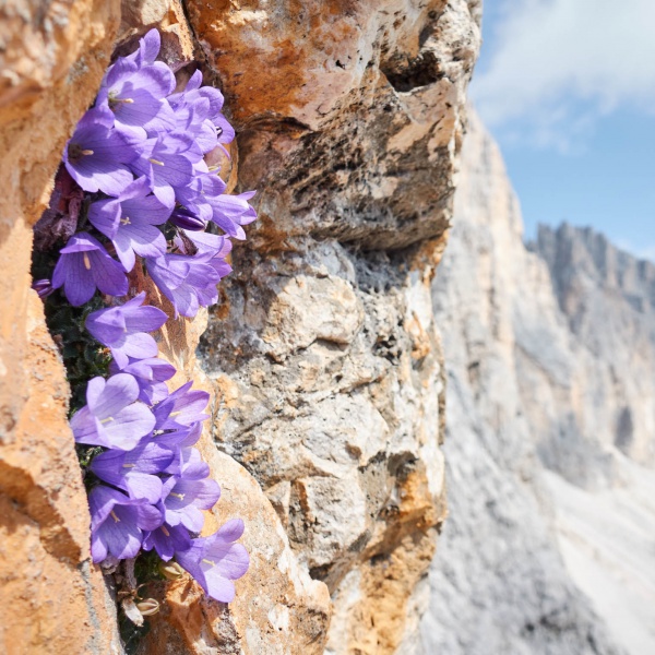 Flora in den Dolomiten - Individuelle Klettersteigf&uuml;hrung Dolomiten - Catores