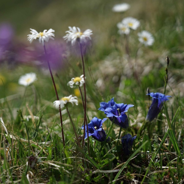 Floral splendor in the Dolomites - Privat guided hikes in Val Gardena - Catores